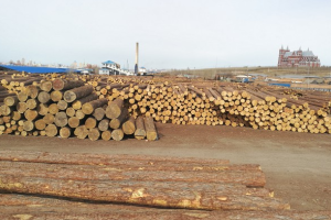 中国从俄西北进口木材增长150%