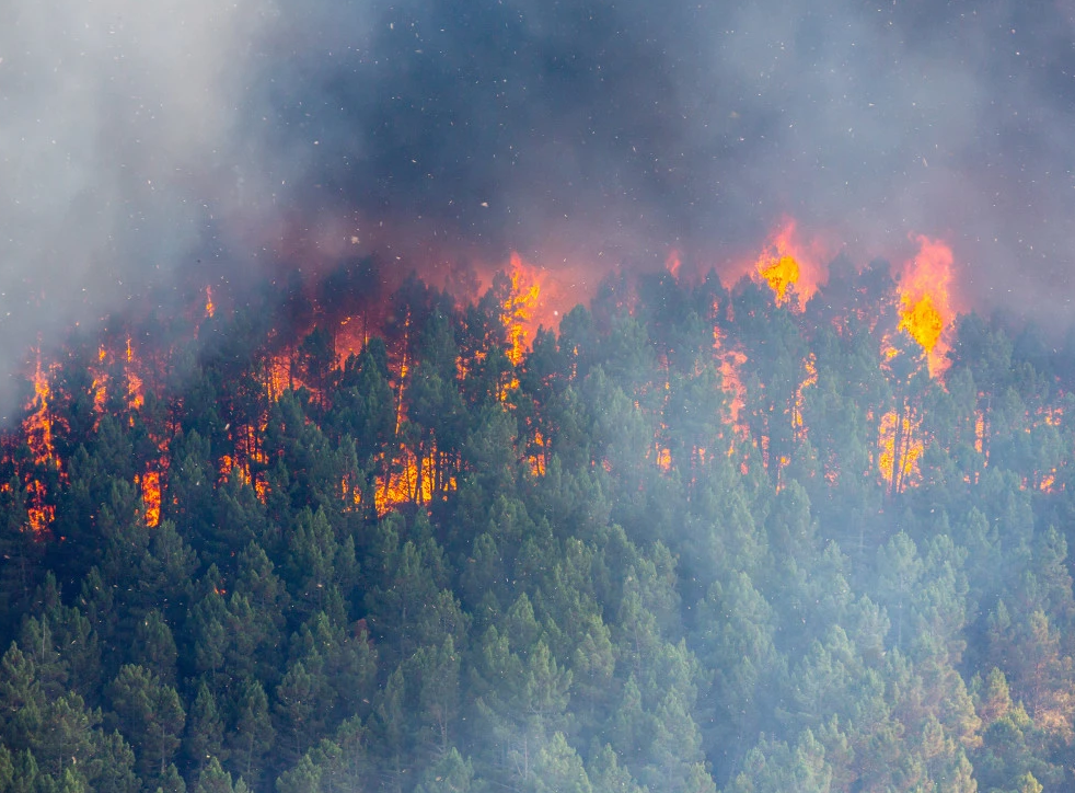 野火破坏森林程度越来越严重