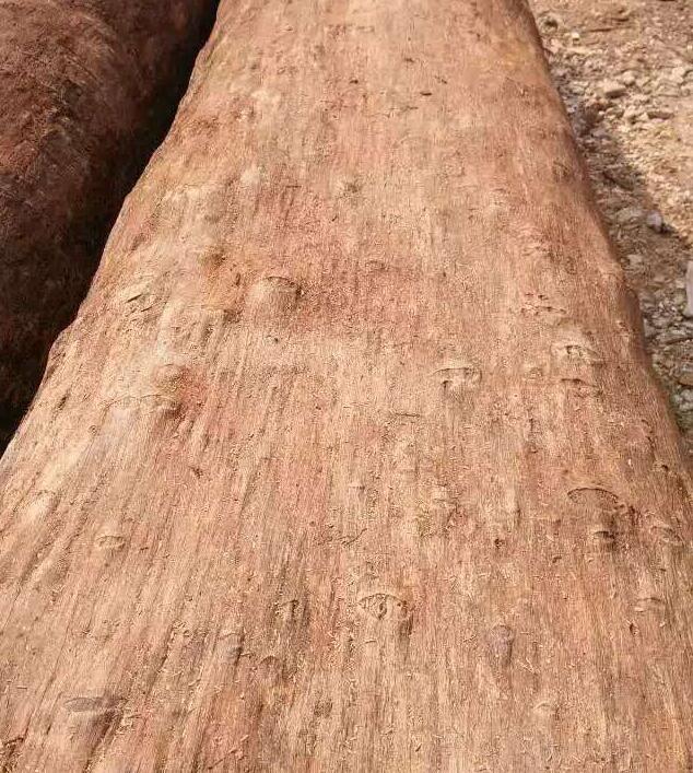  求购：40以上的红豆杉原木