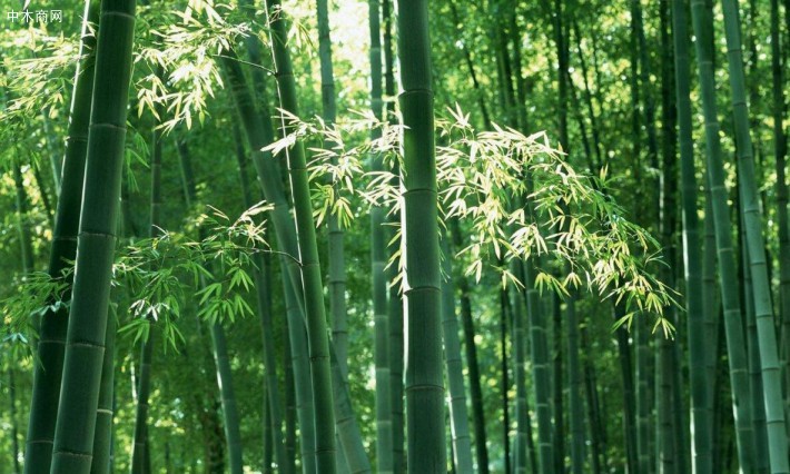 竹产业行情