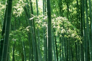 竹产业行情-2023年12月11日