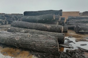 拓展国内市场 新民洲港累计接卸木材276万方