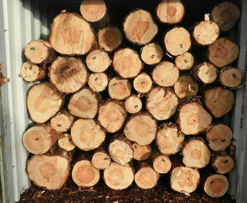 白俄罗斯木材价格行情