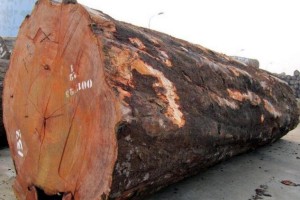 中国需求导致巴西原木出口下降