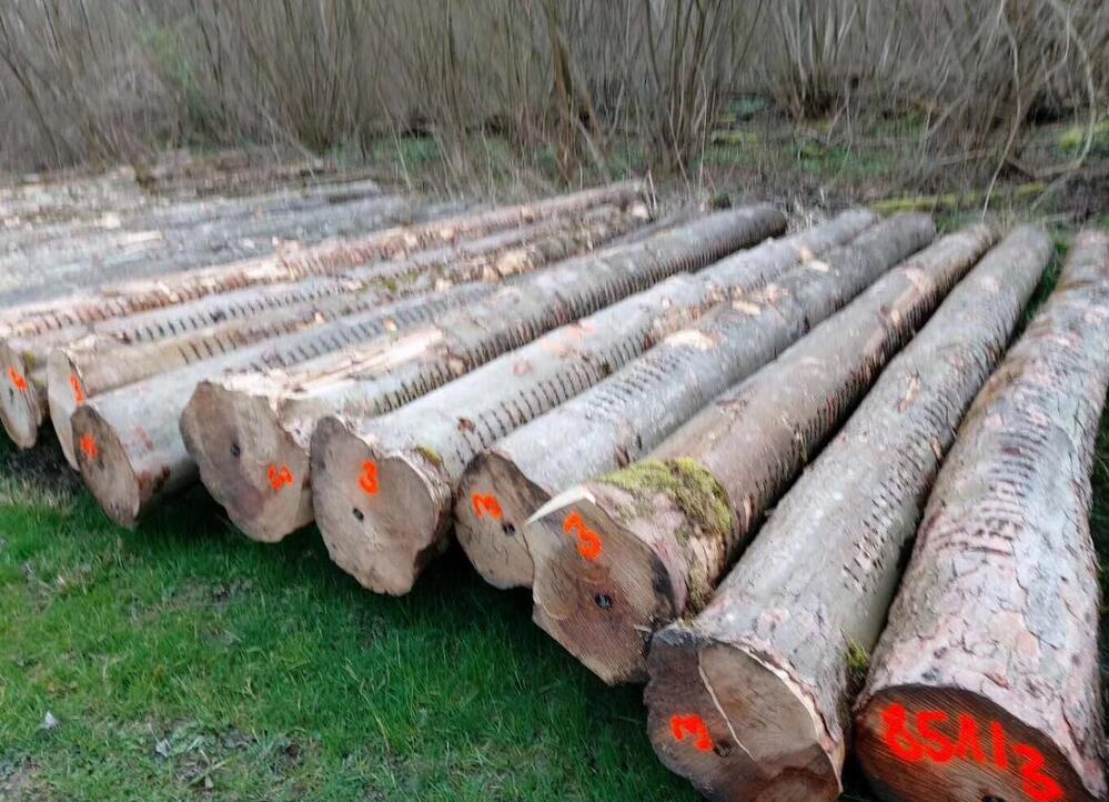 波兰对中国出口原木行情