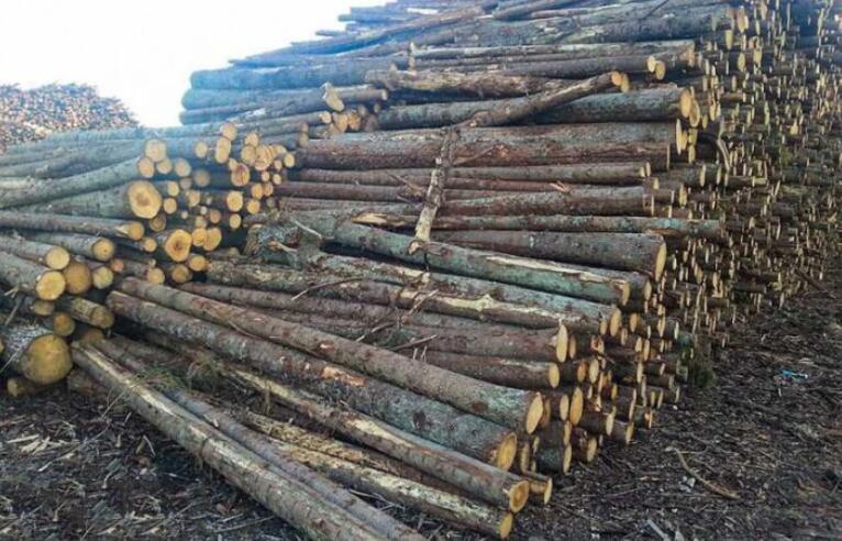 爱沙尼亚木材价格行情