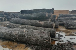 全球木材市场行情-2024年2月3日