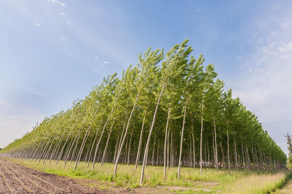 杨树的分类及种植技巧