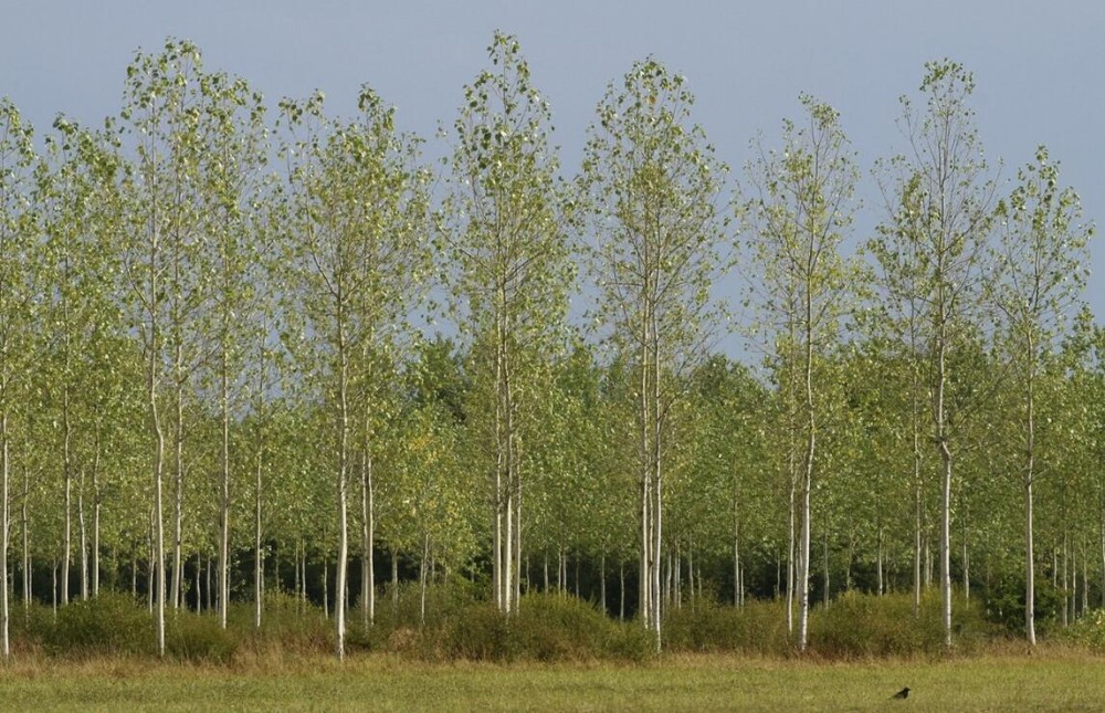 杨树的分类及种植技巧批发