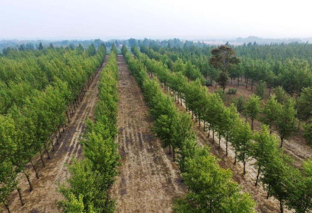 杨树的分类及种植技巧求购