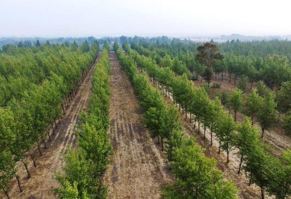 杨树的分类及种植技巧求购