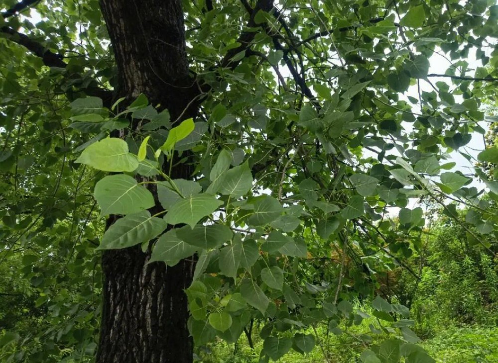 杨树的分类及种植技巧价格