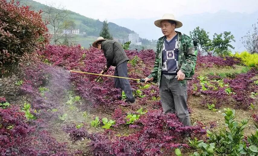 苗木栽培后的养护方法有哪些厂家