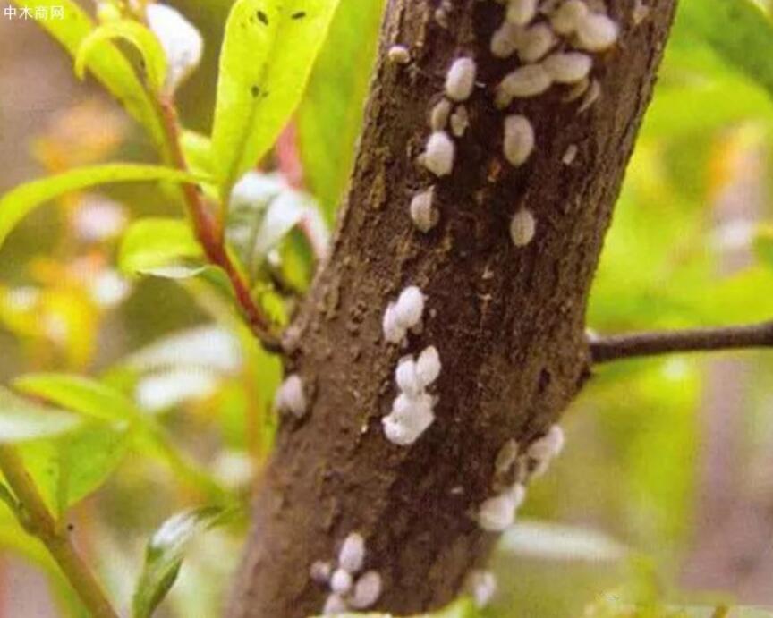 常见的园林植物虫害病害有哪些种类及病害虫害防治方法厂家