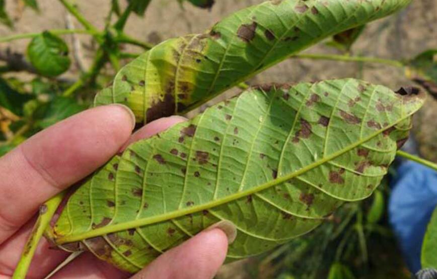 常见的园林植物虫害病害有哪些种类及病害虫害防治方法图片