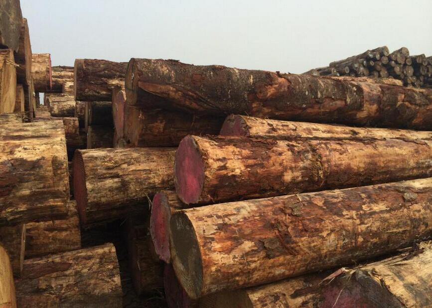 新西兰原木出口价连续4月上涨