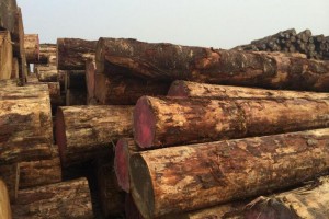新西兰原木出口价连续4月上涨