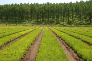 2023年广西柳州市林木产业产值达197.5亿元