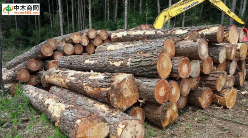 巴西松木锯材出口额增长 8.5%