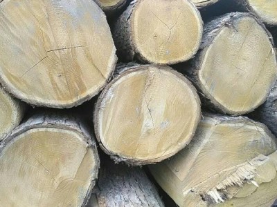 求购：梓木（花楸）原木40以上图1