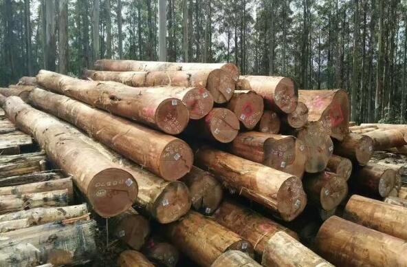 澳大利亚对华木材出口恐难恢复
