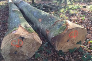 1月德国榉木出口量增加