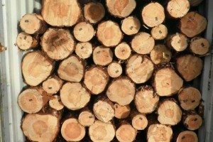 白俄罗斯对中国“新兴”木材出口超越传统市场！
