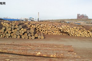 2024年一季度俄罗斯对中国木材出口量下降近10%