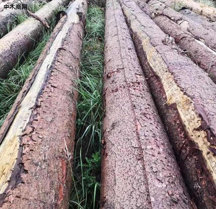 芬兰原木采伐行情