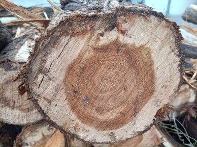 求购：油柏木原木寿材料图1