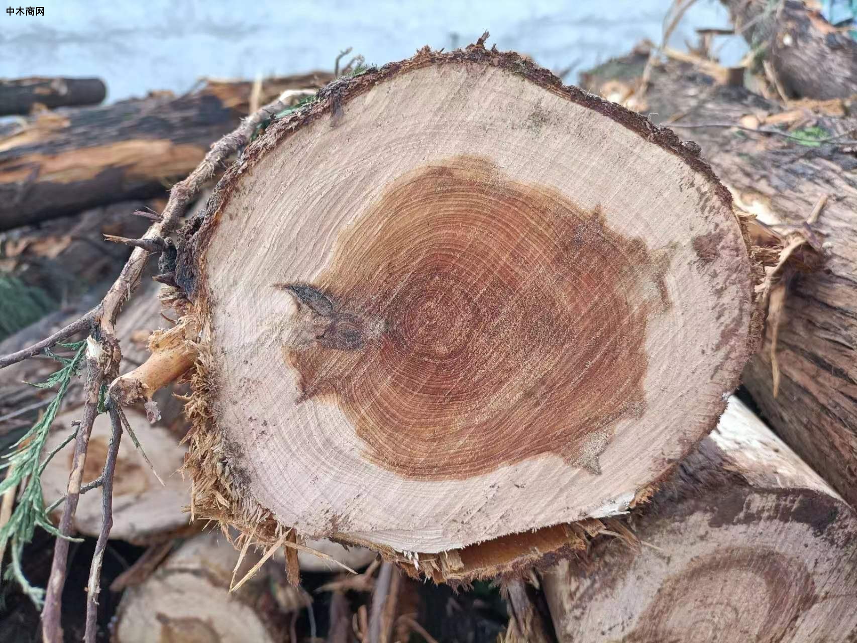 求购：油柏木原木寿材料图片