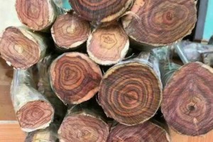 中越木材贸易行情-2024年5月6日