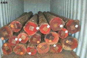 中国从澳大利亚进口原木数量行情-2024年5月21日