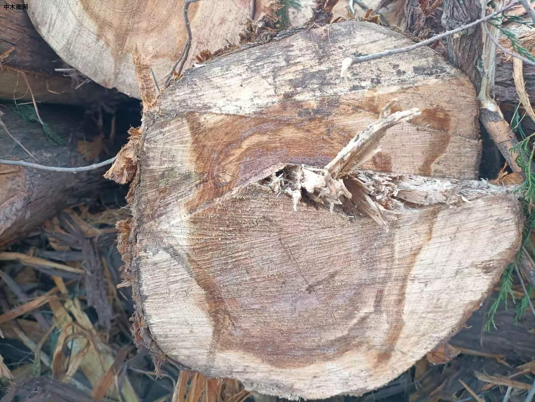 求购：油柏木原木