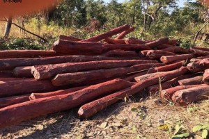 中国从刚果（布）进口木材行情-2024年5月29日
