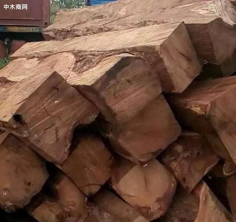 马里刺猬紫檀行情