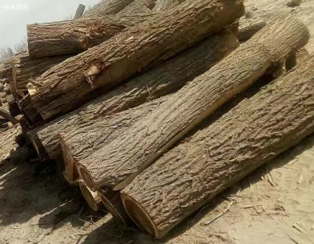 榆木价格行情