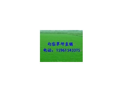 退林还耕绿化草坪，黑麦草混播，四季青15961543375