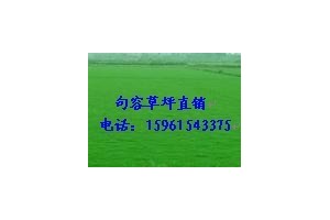 退林还耕绿化草坪，黑麦草混播，四季青15961543375