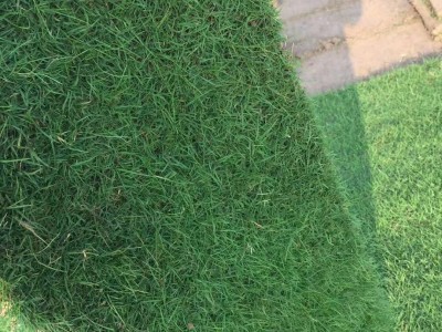 退林还耕绿化草坪,黑麦草混播,四季青15961543375图3