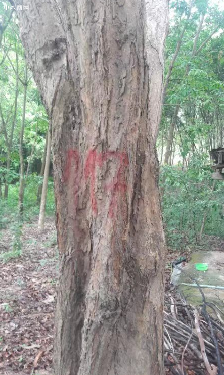 浅谈老挝大红酸枝的特点及鉴别方法品牌
