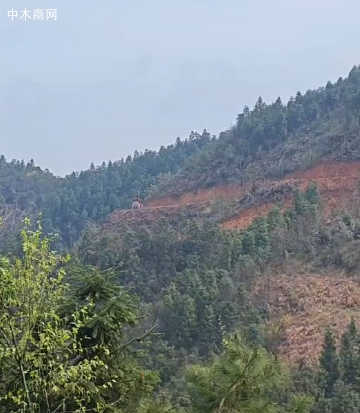供应杉树（沙树）原木