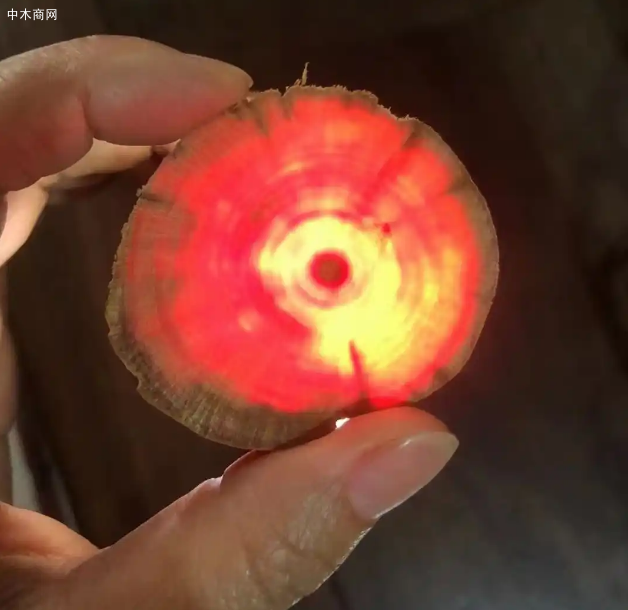 龙血木价格行情走势