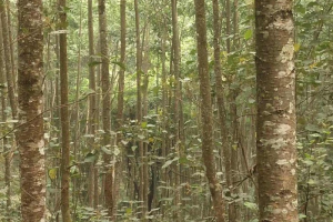 水冬瓜木板材价格行情