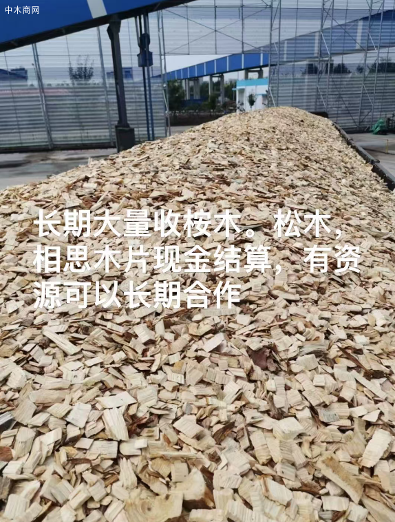 长期大量收桉木。松木，相思木片现金结算