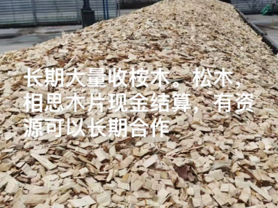 长期大量收桉木。松木，相思木片现金结算图1