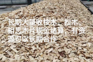 长期大量收桉木。松木，相思木片现金结算