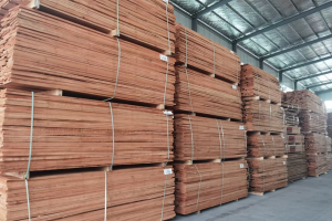 欧洲榉木价格行情分析