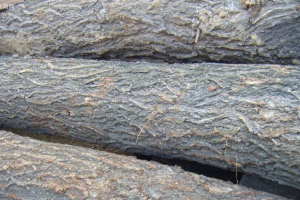 榆木价格行情走势分析