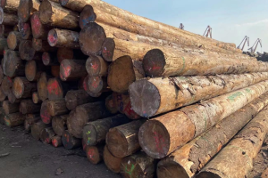 欧洲软木市场动态及对华相关影响